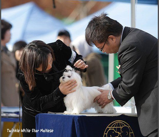 Icon devant les juges