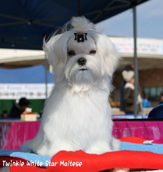 Bichon maltais vu de devant