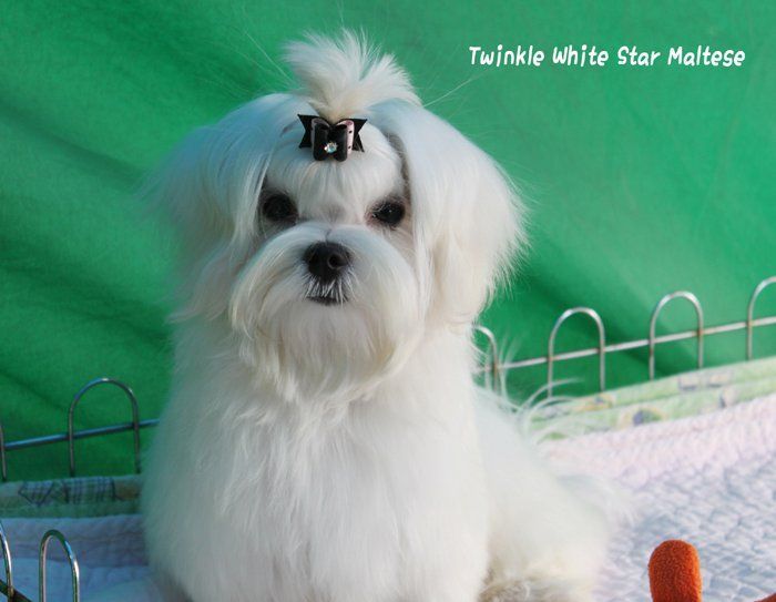 Icon prenant la pause