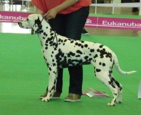 Idromiel en concorus