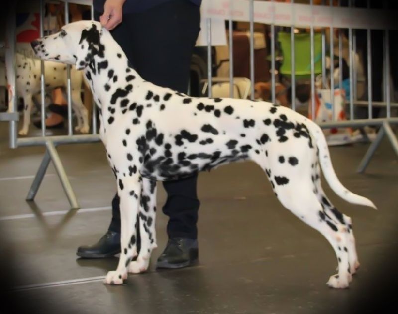 Dalmatien nommé Idriomiel 