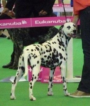 Idromiel se retournant