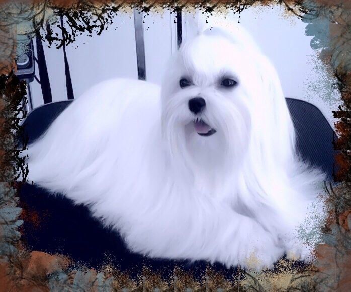 Bichon maltais blanc allongé