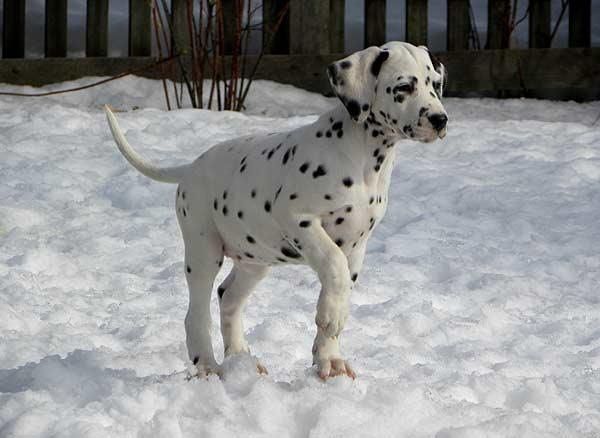 Jeune dalmatien se promenant dans la neige