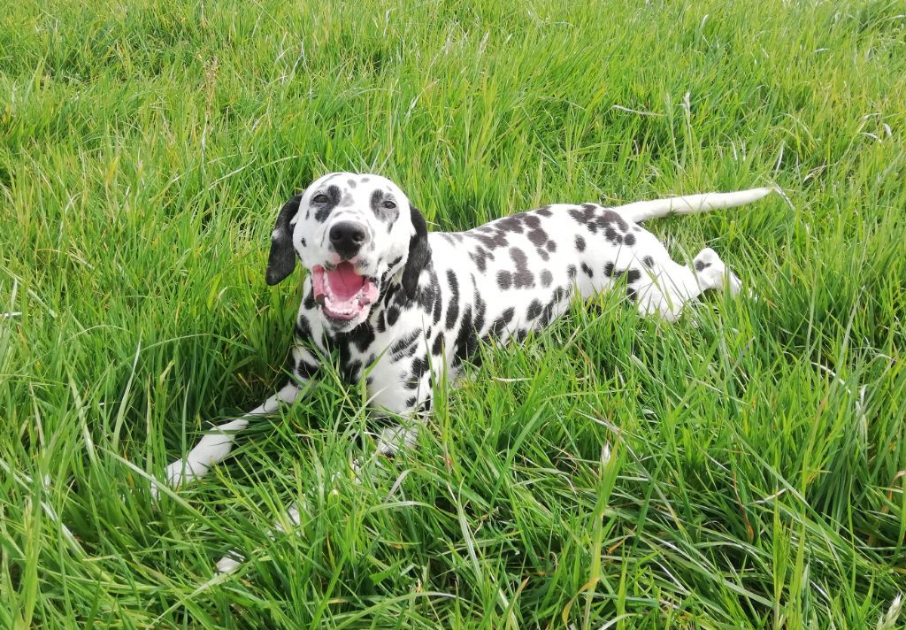 Dalmatien nommé Mediolanum Jasmin