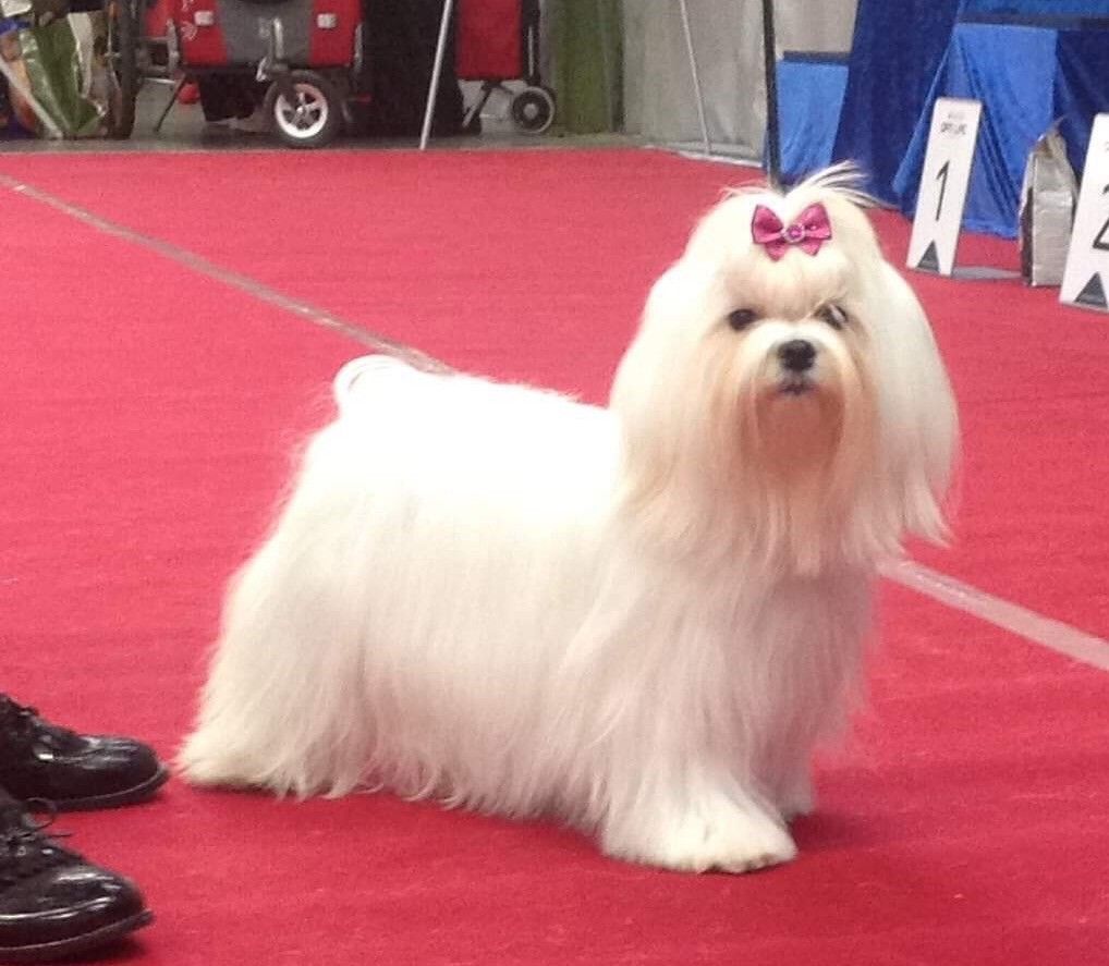 Bichon maltais nommé Ollywood en concours