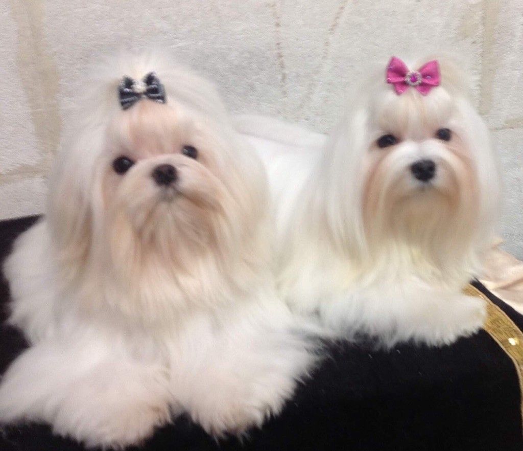 Bichon maltais nommé Ollywood et son copain