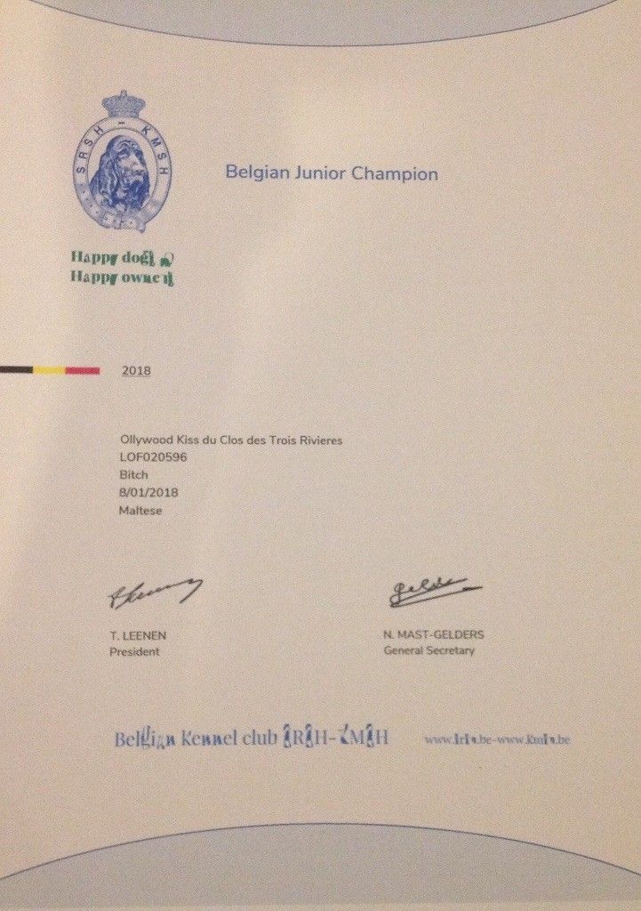 Certificat du bichon maltais nommé Ollywood