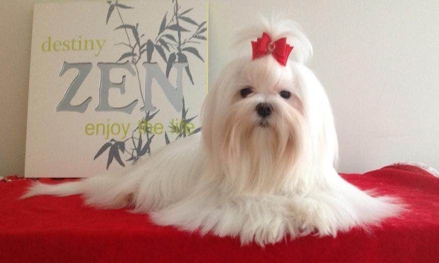 Bichon maltais nommé Ollywood couché