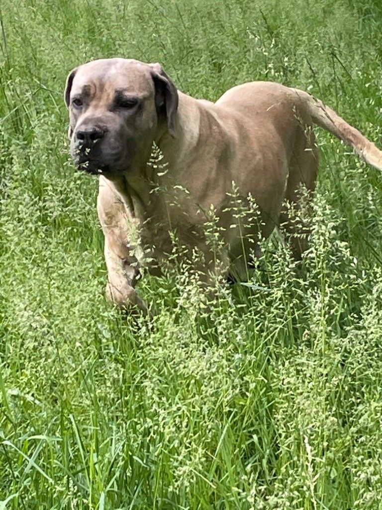 Cane corso nommé Juliette