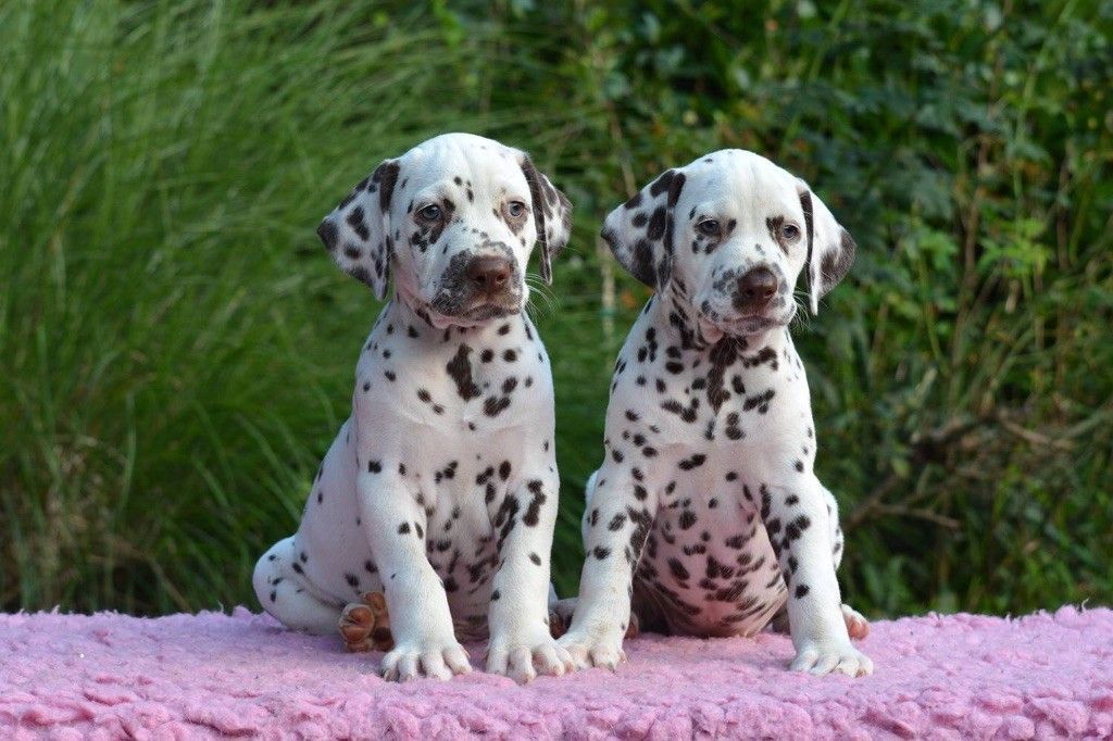 Jeunes chiots dalmatiens 