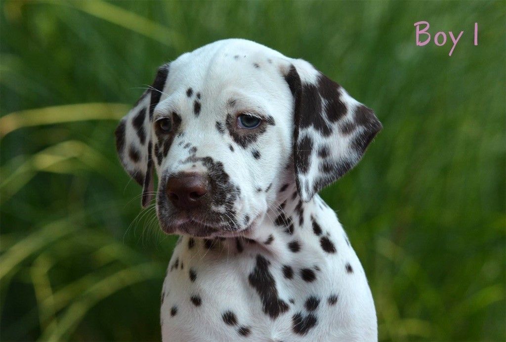 Jeune dalmatien