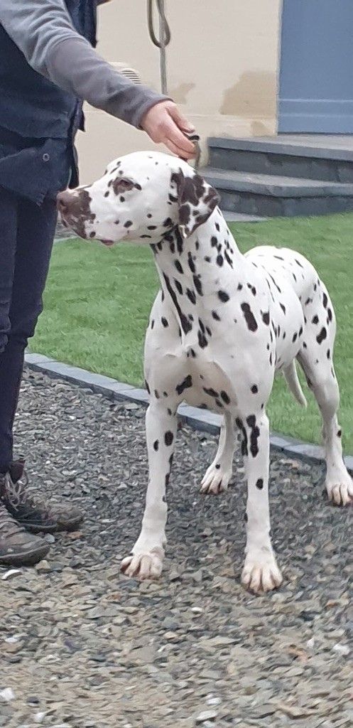 Dalmatien nommé Lacrima Christi tenu par son éleveur