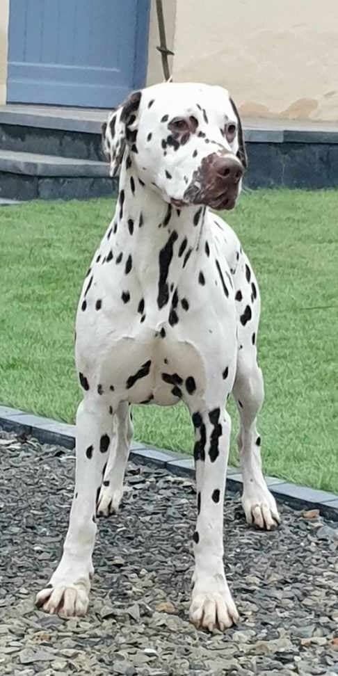 Mâle dalmatien au domaine