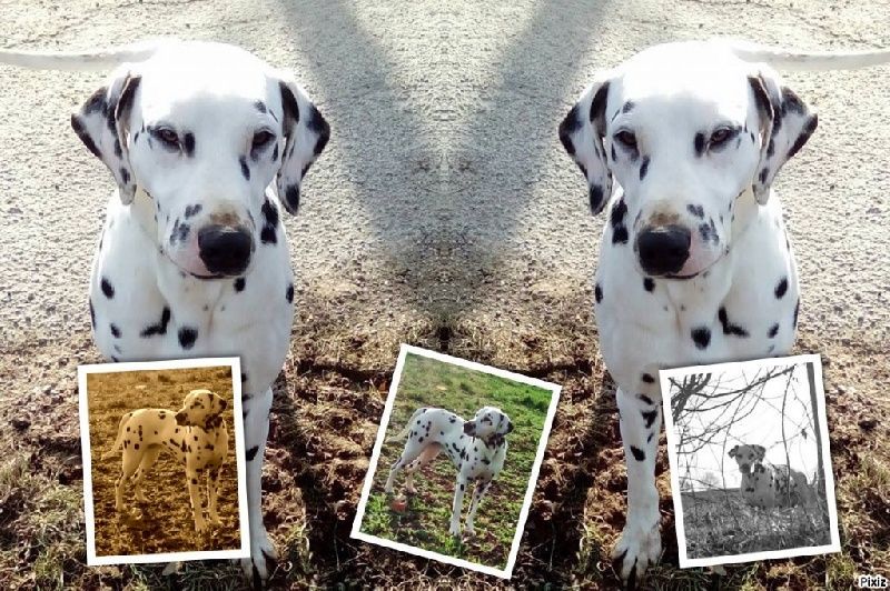 Lipton en montage photo