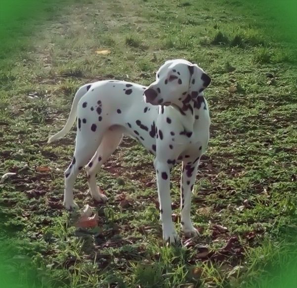 Dalmatien nommé Lipton