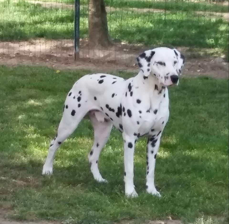 Dalmatien prenant la pose