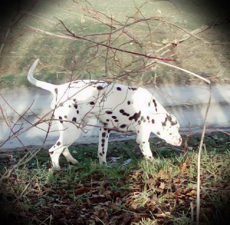 Lipton flairant une piste