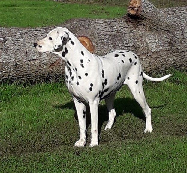 Dalmatien nommé Lisbonne