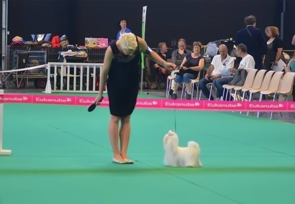 Bichon maltais nommé In the Secret Garden et sa maîtresse