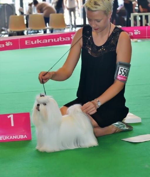 Bichon maltais concourant