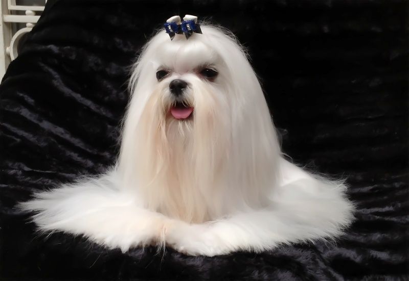 Bichon maltais nommé In the Secret Garden de face