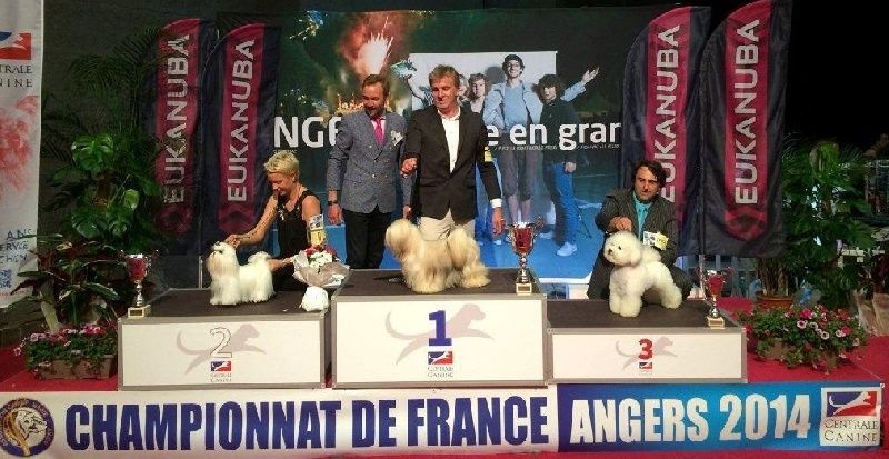 Bichon maltais nommé In the Secret Garden participant à un concours