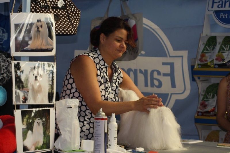 Éleveuse coiffant un bichon maltais blanc