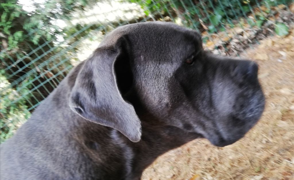 Cane corso nommé Mercedes