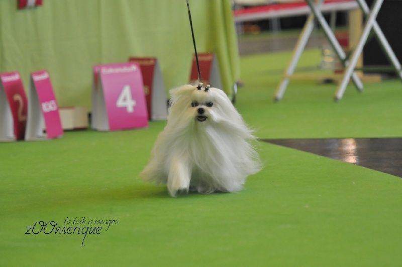 Bichon maltais marchant lors d'un concours