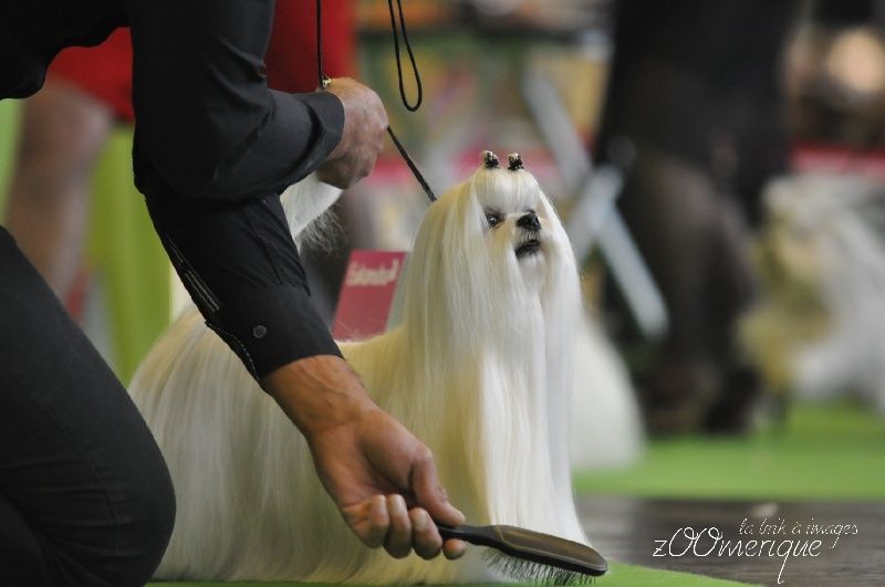 Bichon maltais en concours