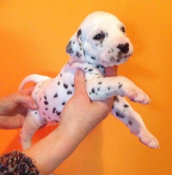 Dalmatien nommé Nanouchka chiot