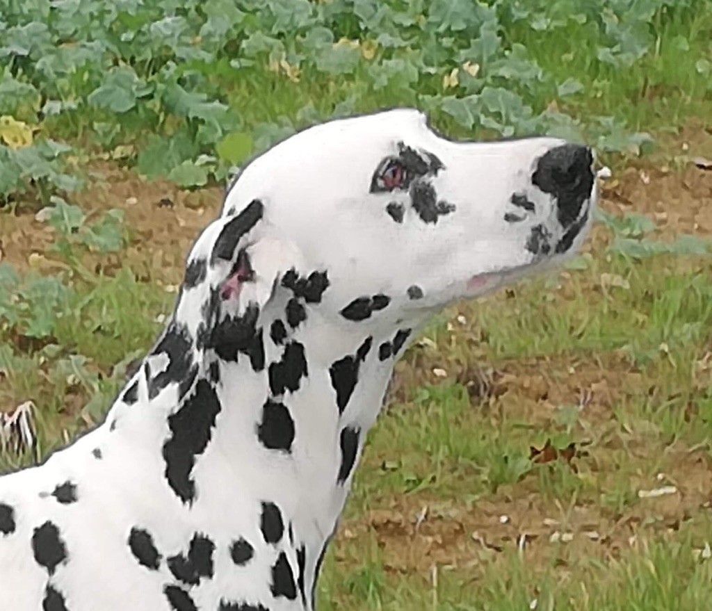 Chien dalmatien