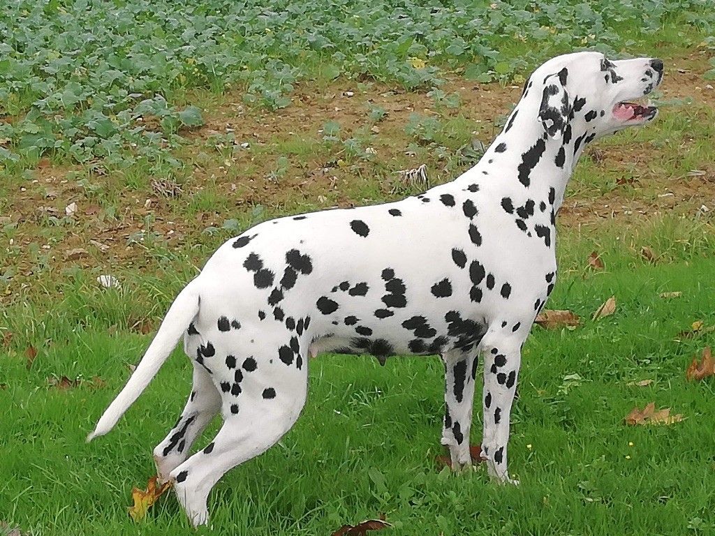 Dalmatien nommé Nanouchka