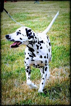 Dalmatien regardant à sa droite