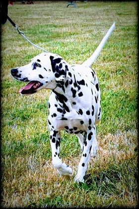 Dalmatien regardant à sa droite