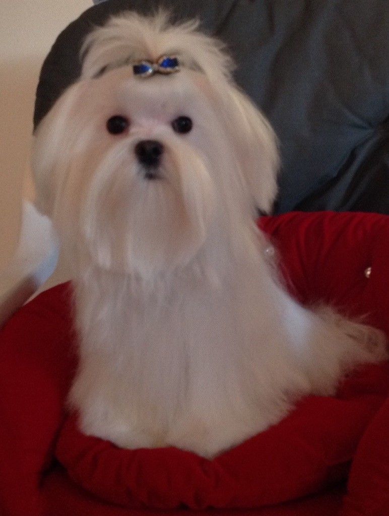 Bichon maltais nommé O Brian chiot