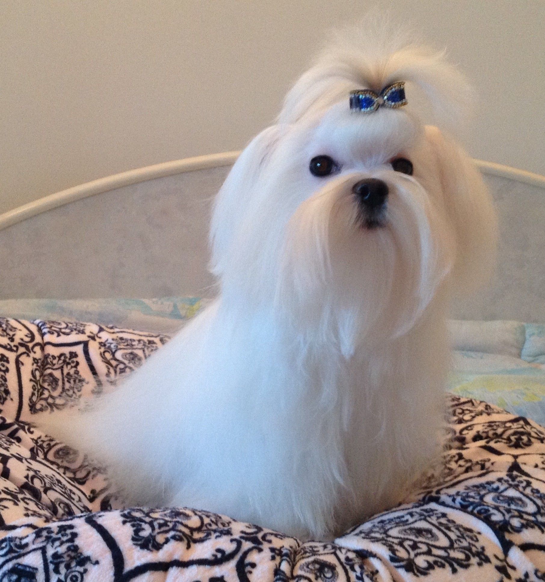 Bichon maltais nommé O Brian sur un lit