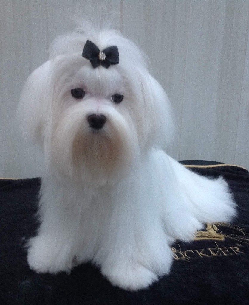 Bichon maltais nommé O Brian assis