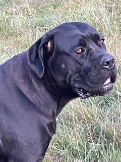 Cane corso nommé Pamela