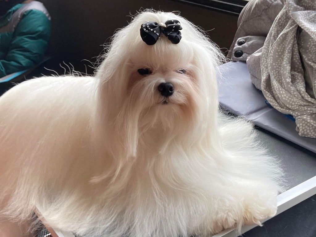 Bichon maltais nommé Petit Paul