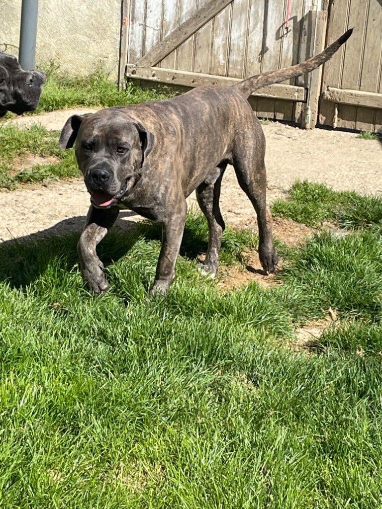 Rio mâle cane corso