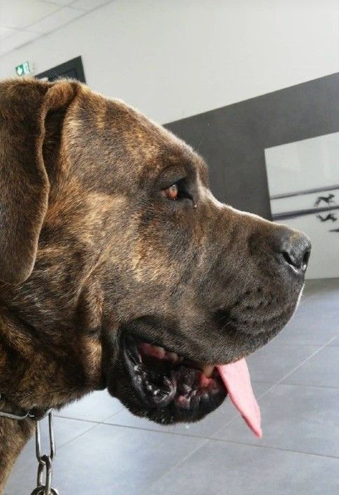 Cane corso nommé Rio