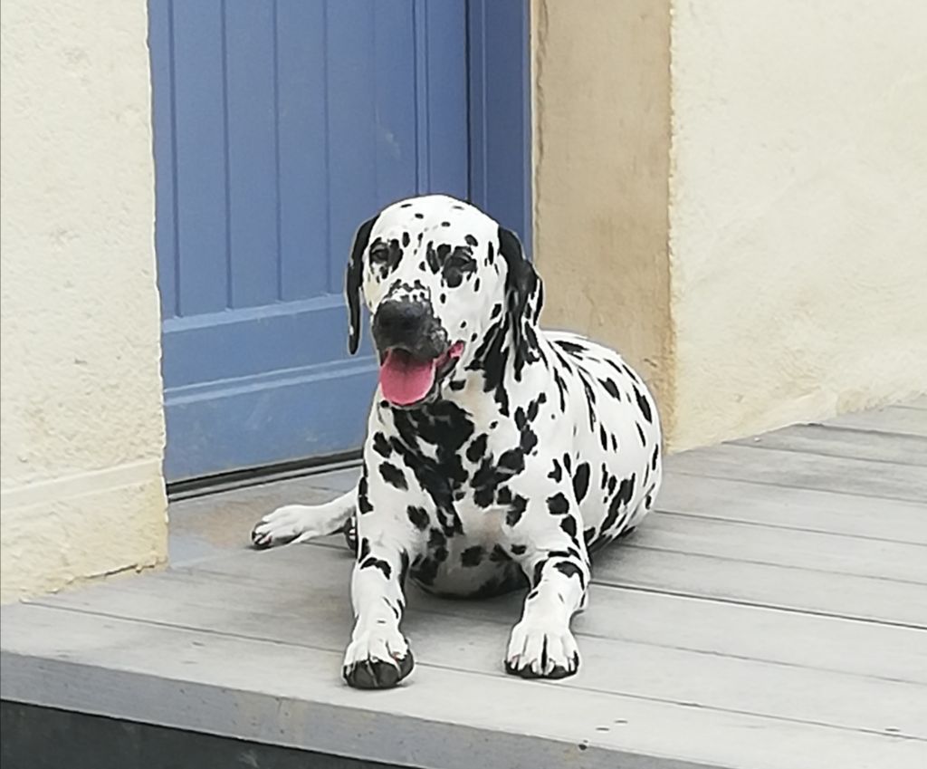 Dalmatien nommé Rocamadour