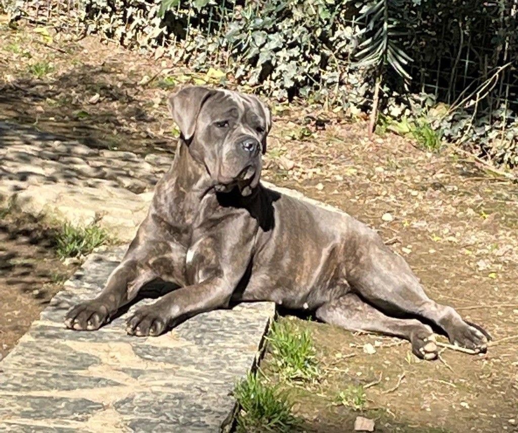 Des chiens de la race cane corso à un concours