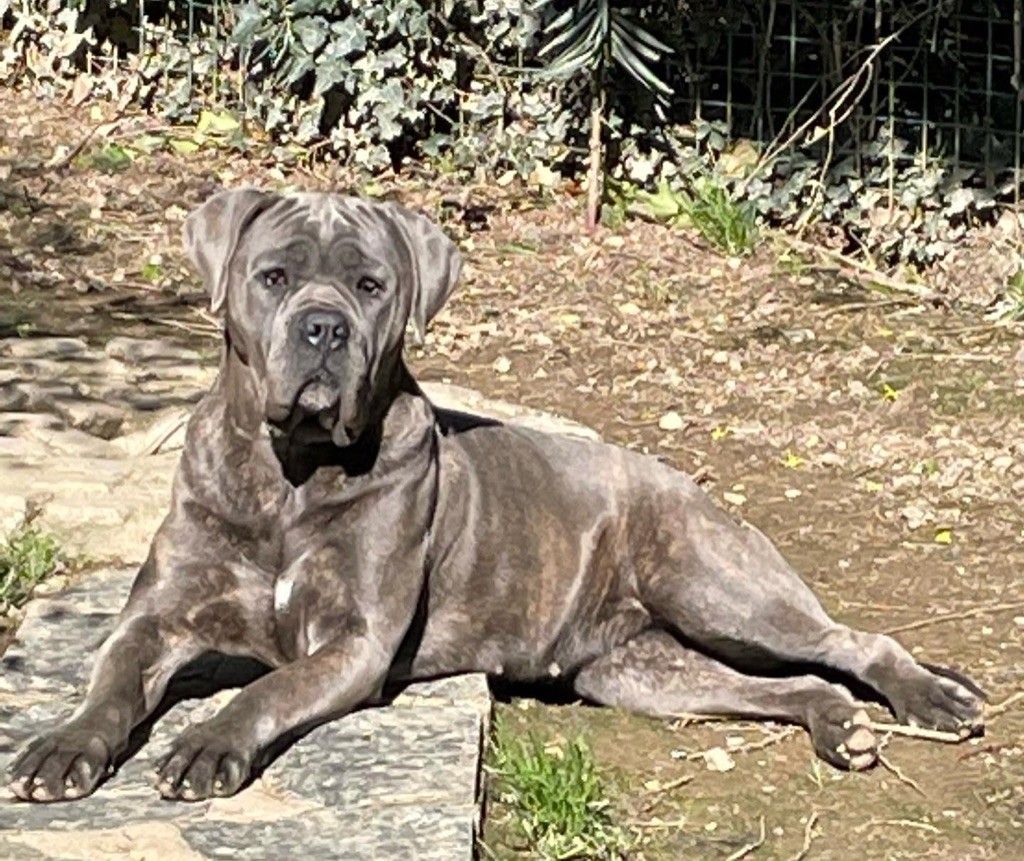 Cane corso nommé Romane