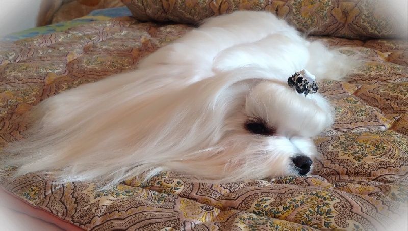 Bichon maltais sur le canapé