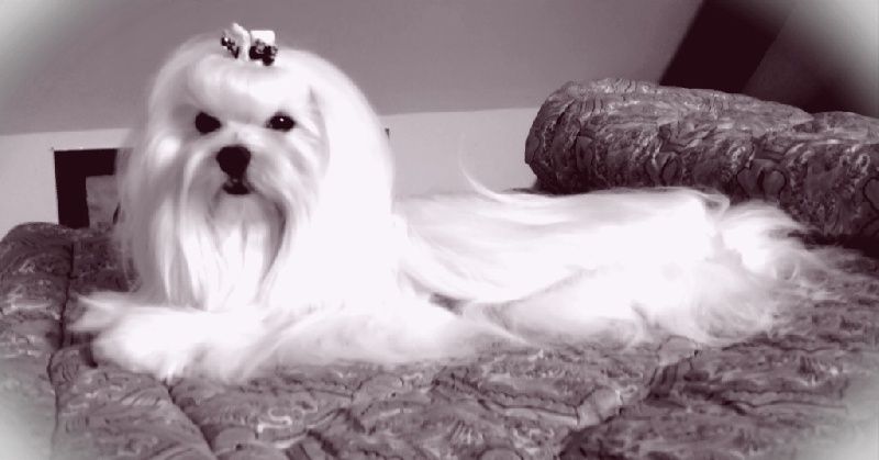 Bichon maltais nommé Paradis Kiss Romeo couché