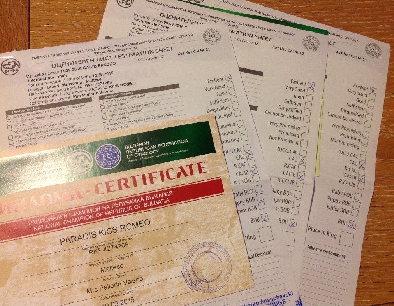 Certificats du bichon maltais Paradis Kiss Romeo