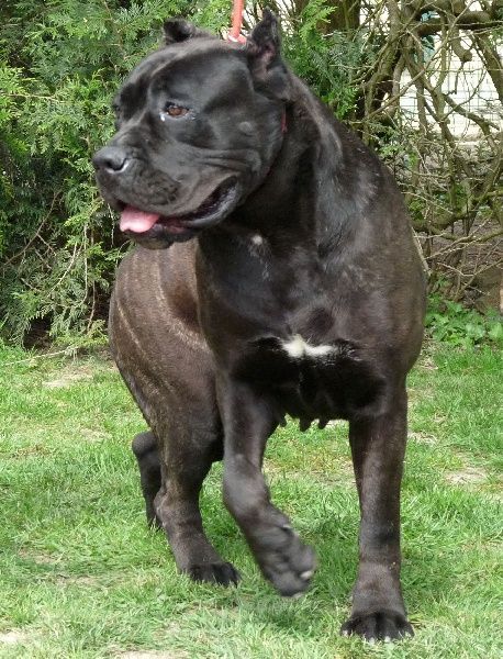 Rothorm Jy Dream Sex bomb marchant